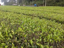 ศึกษาาดูงานอินโดนีเซีย